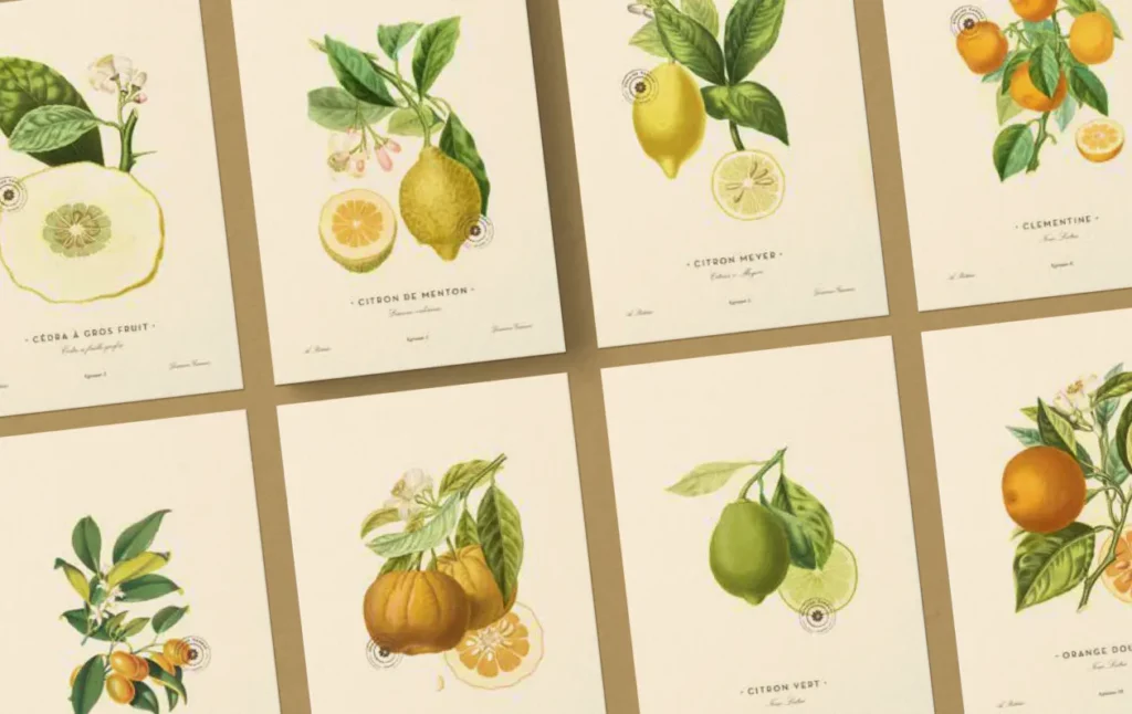 Illustrations Maison Gannac - Identité Visuelle